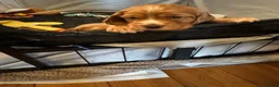 Cocker Spaniel dogs for sale: Kc registered Working cocker spaniel for sale - Advert 7