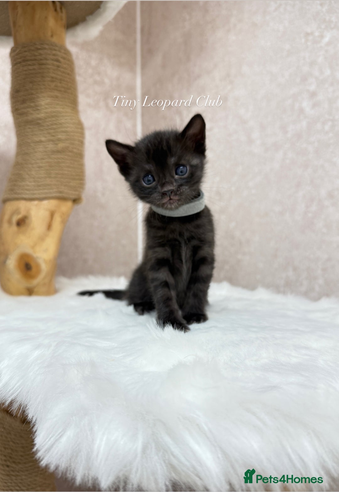 Bengal cats for sale: International Championship, Full Pedigree Bengals - Image 3