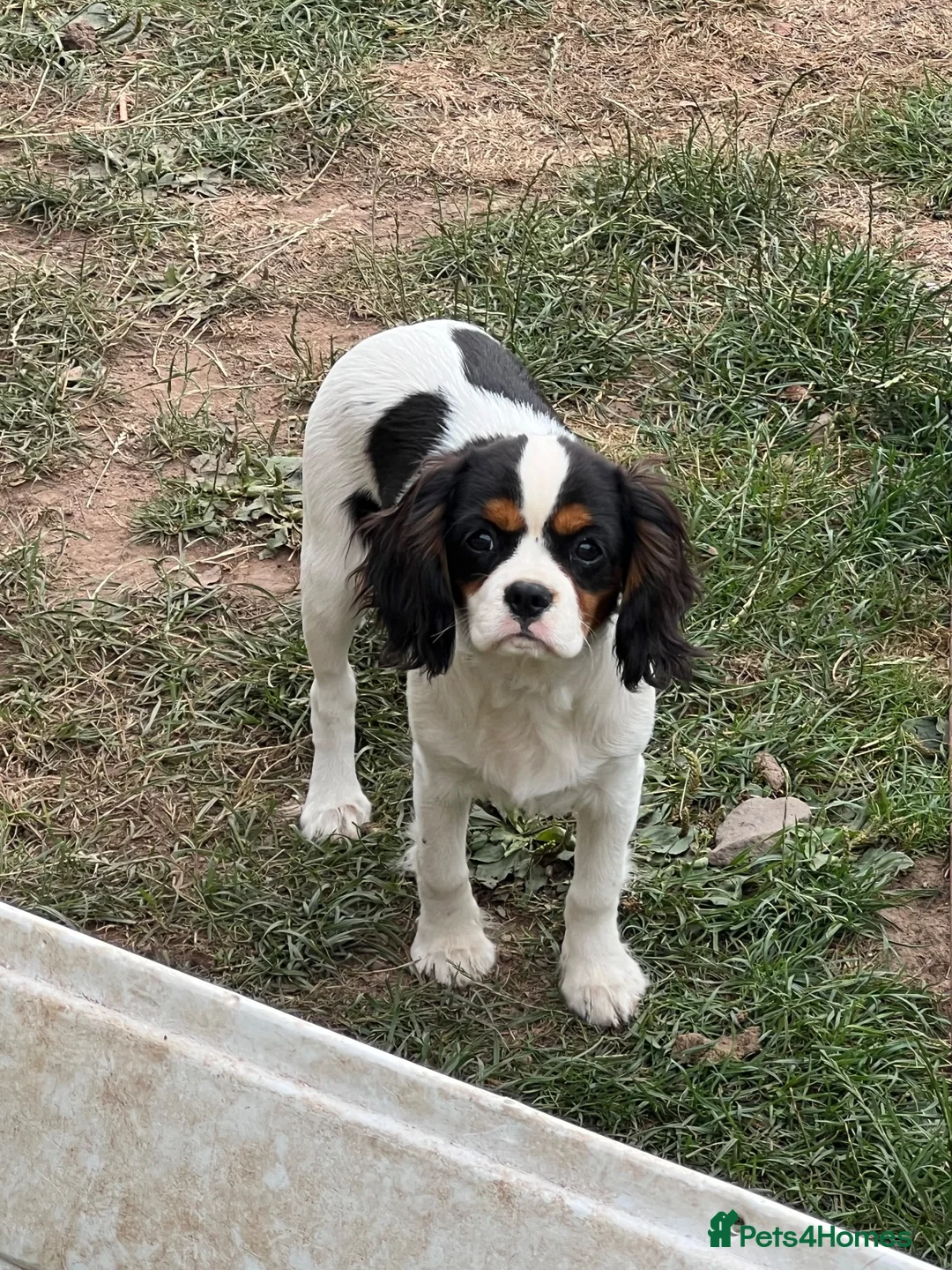 Cavapoo dogs for sale: Quality,Home reared cavapoo puppies - Advert 1