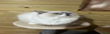 Ragdoll 1