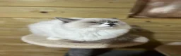 Ragdoll cats for sale: 2 young Tica male ragdoll kittens  - Advert 16