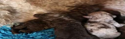 Australian Labradoodle dogs for sale: 🌈 Puppies have arrived, viewings in Oct❤️ - Advert 8