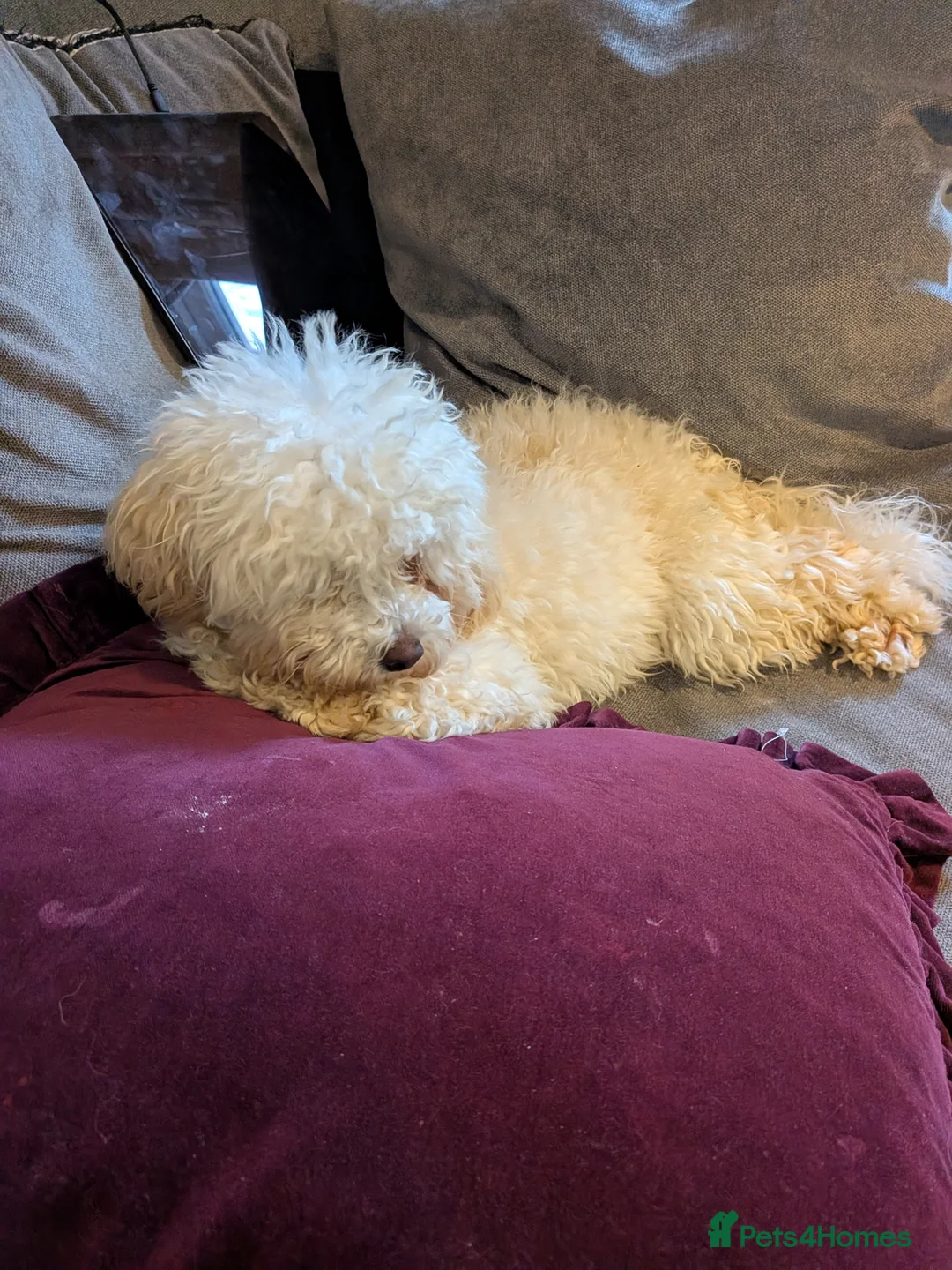 Maltipoo dogs for sale: Maple the maltipoo - Advert 2