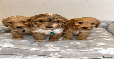 Cockapoo dogs - Advert 2