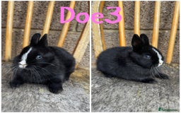 Netherland Dwarf rabbits for sale: Pure breed Netherlands Dwarf  - Image 3