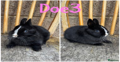 Netherland Dwarf rabbits - Advert 1