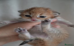 British Shorthair cats for sale: Golden Shaded Kittens WCF & TICA Registered - Image 23