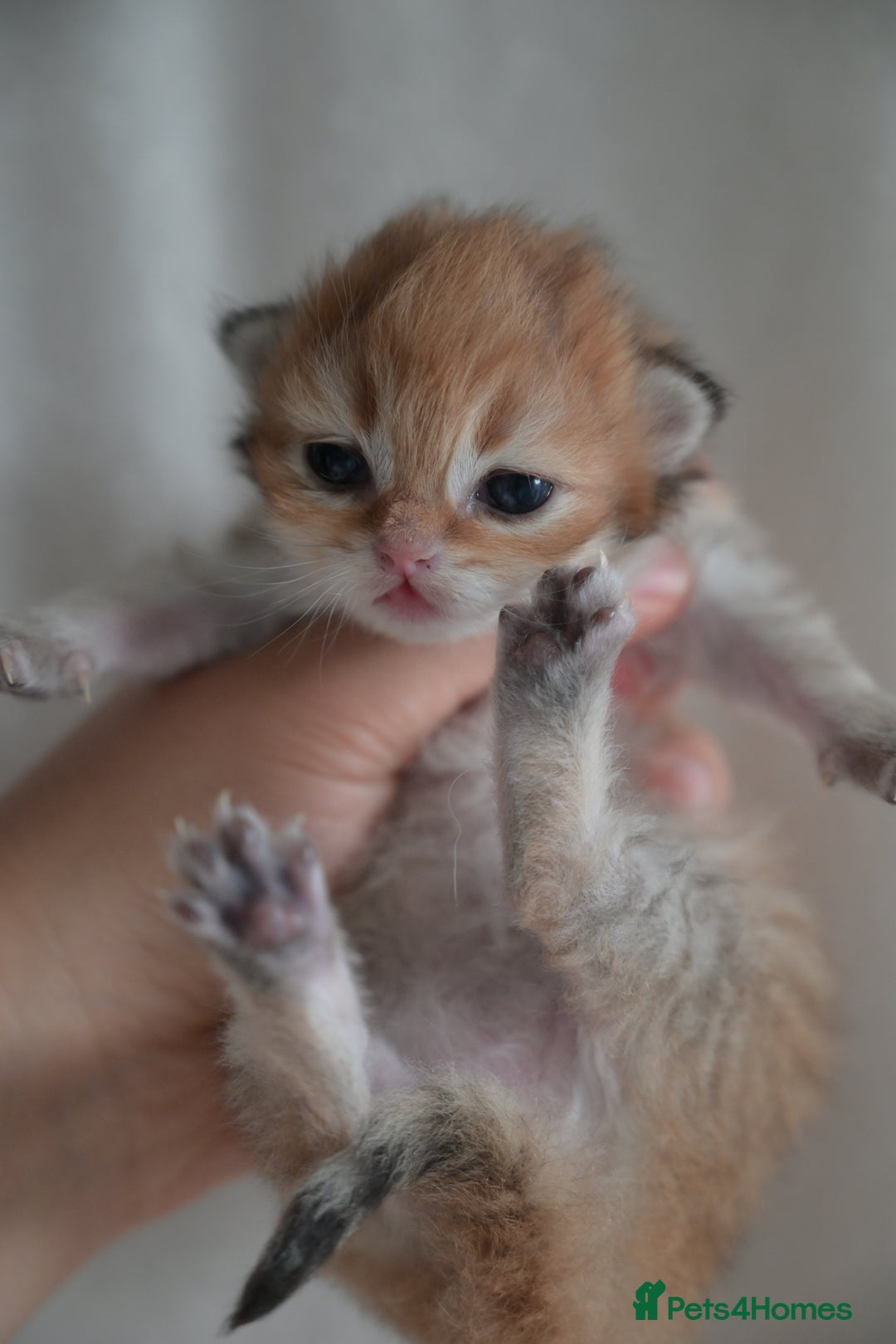 British Shorthair cats for sale: Golden Shaded Kittens WCF & TICA Registered - Image 23