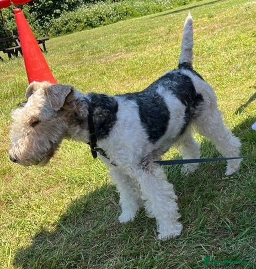 Fox Terrier dogs for sale: Adorable female Fox Terrier – 07514773500 - Image 6