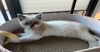 Mixed Breed cats - Advert 11