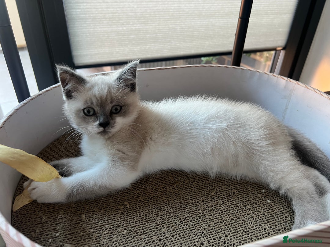 Ragdoll cats for sale: Female, adorable Ragdoll mix breed  - Image 3