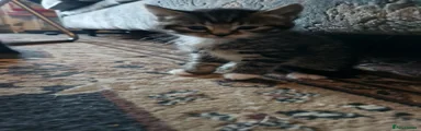 Tabby kitten male