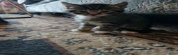 Maine Coon cats for sale: Maine coon cross kittens - Advert 8