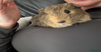 Guinea Pig rodents - Advert 14