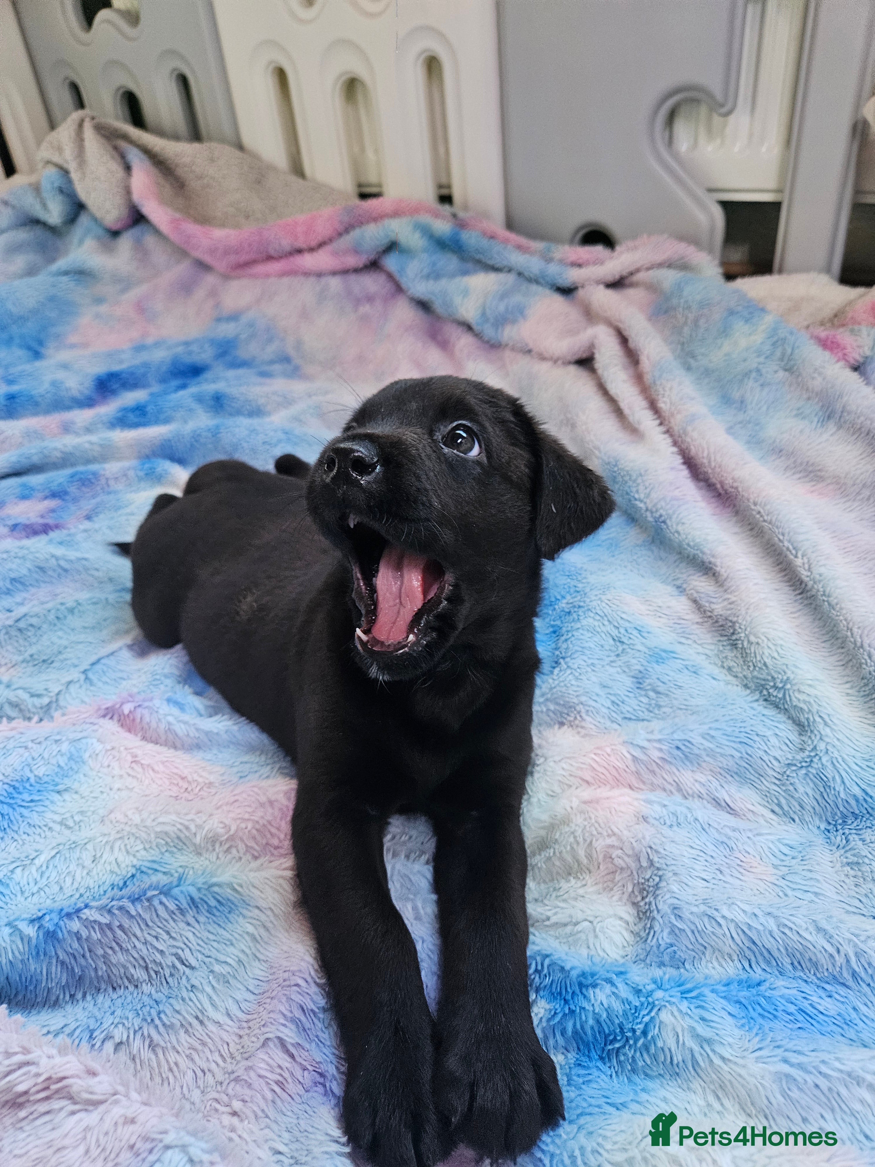 Mixed Breed dogs German shepherd x Labrador 🩷 1 sweet girl left 🩷 - Advert 1