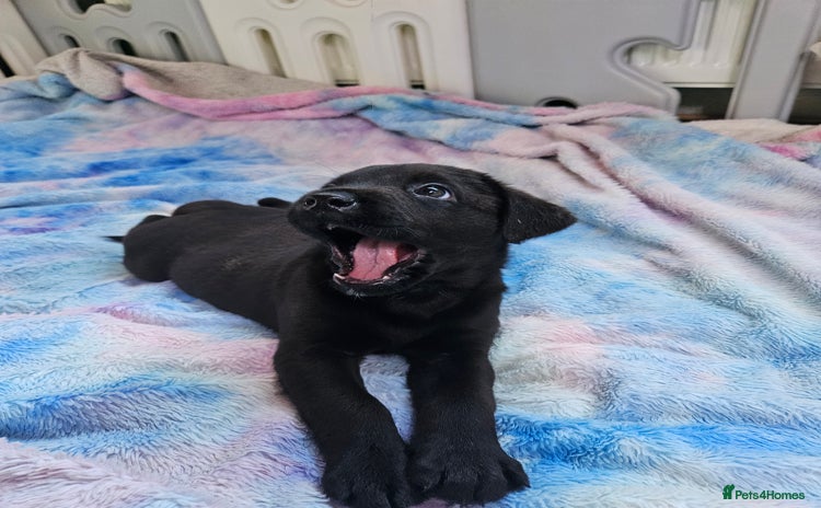 Mixed Breed dogs German shepherd x Working Labrador puppies  - Advert 4