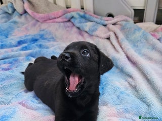 Mixed Breed dogs German shepherd x Working Labrador puppies - Advert 9