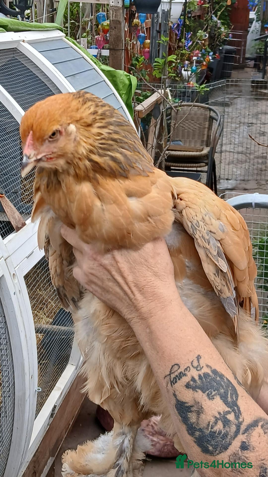 Chickens poultry Chickens & geese forsale  - Advert 1