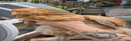 Chickens poultry for sale: Chickens & geese forsale  - Advert 1