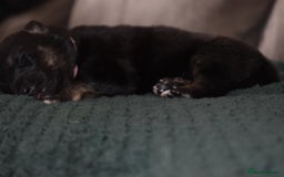 Shepsky dogs for sale: German shepherd x husky puppies - Image 16