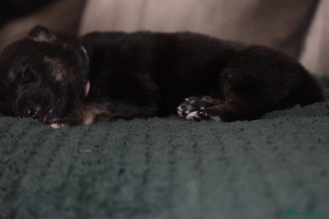 Shepsky dogs for sale: German shepherd x husky puppies - Image 16