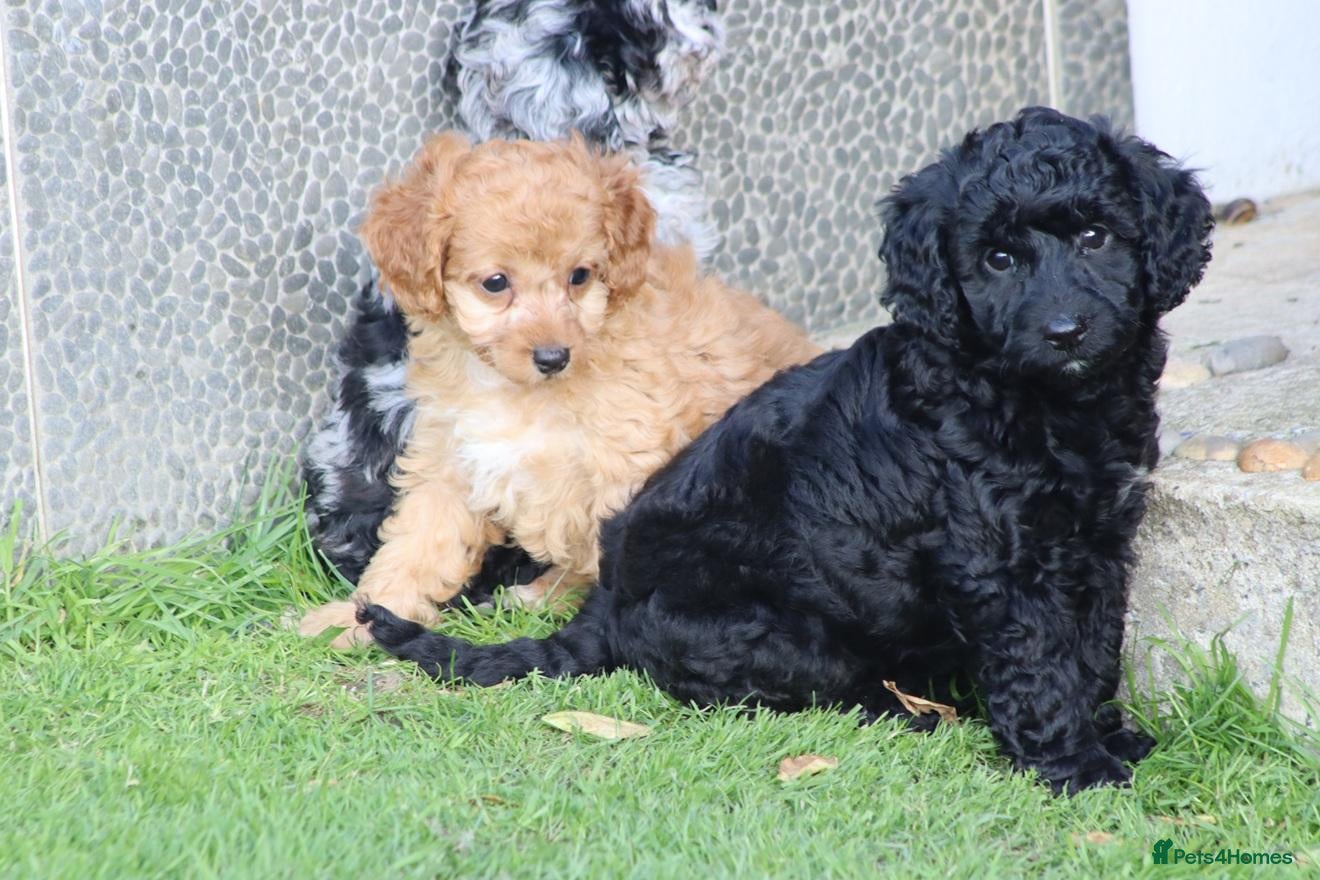 Cockapoo dogs Beautiful Cockapoo puppies for sale  - Advert 1