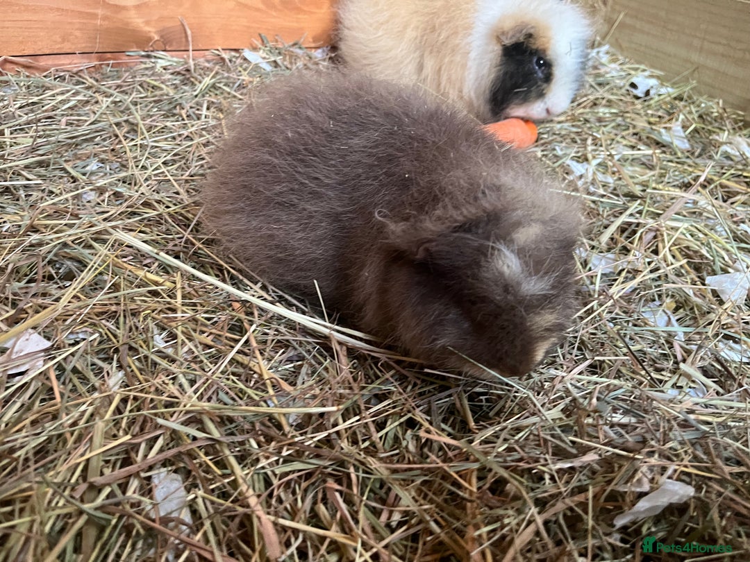 Guinea Pig rodents for sale: Teddy and Swiss boars - Advert 5