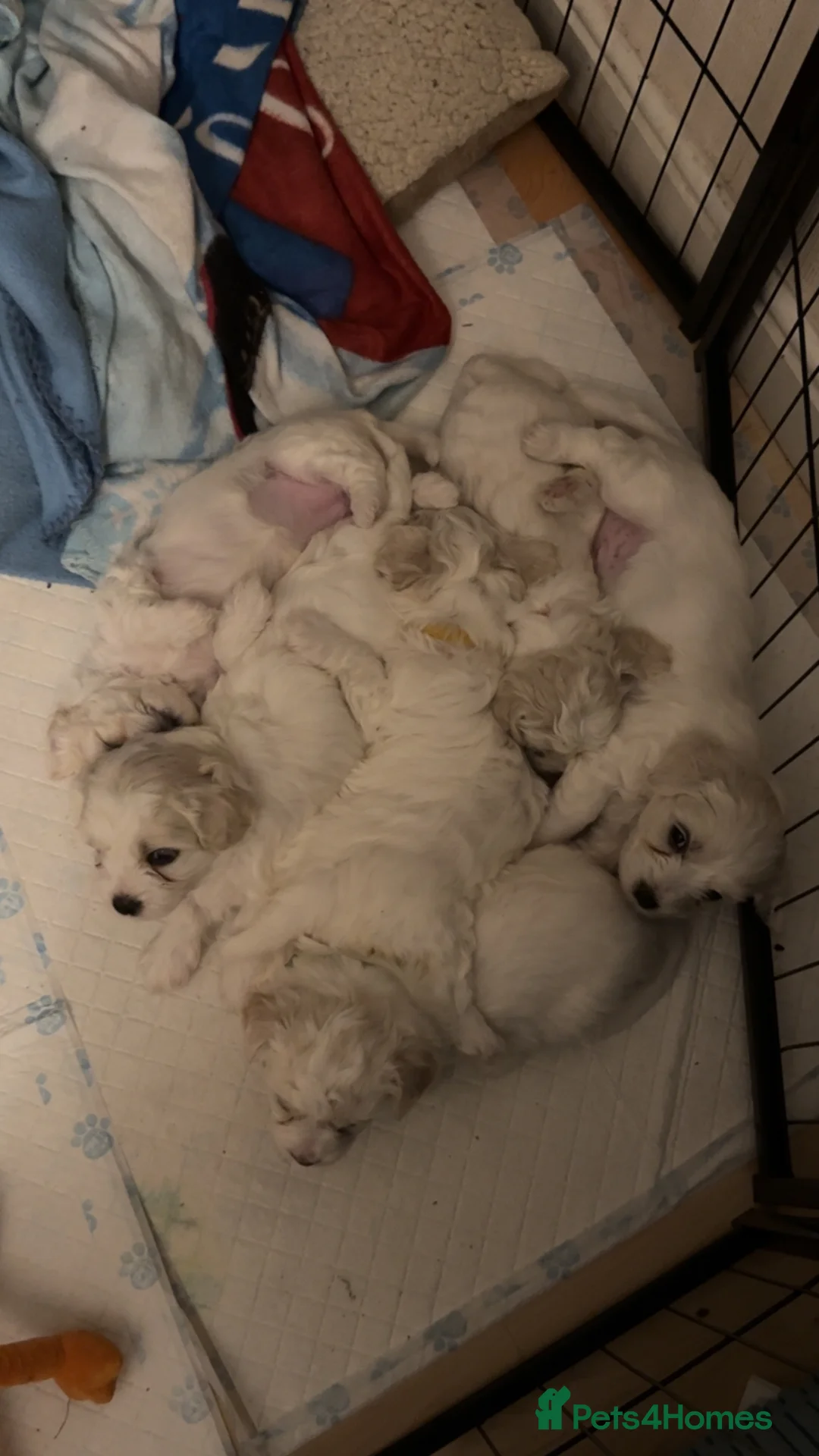 Cavachon dogs for sale: Cavachons - Advert 1