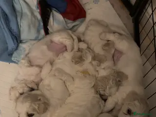 Cavachon dogs Cavachons - Advert 5