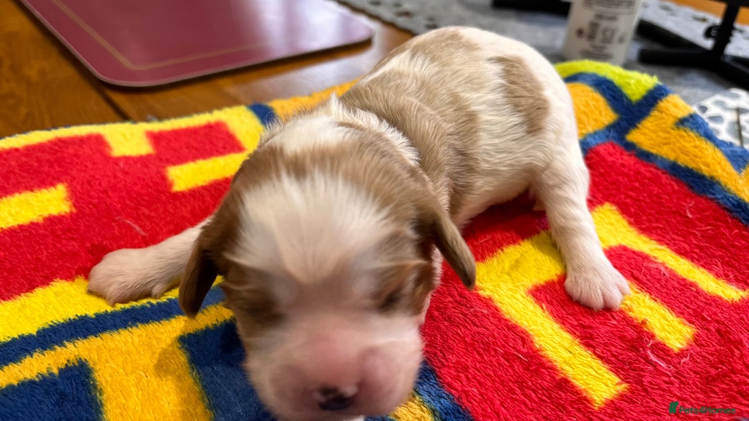 Cavalier King Charles Spaniel dogs for sale: Stunningly cute Cavalier King Charles Puppies  - Image 7
