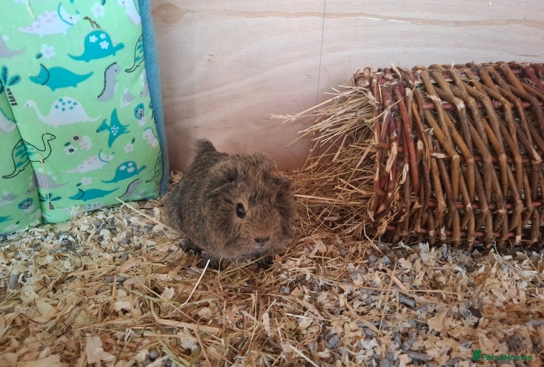 Guinea Pig rodents for sale: Frank & Freddie - Advert 4