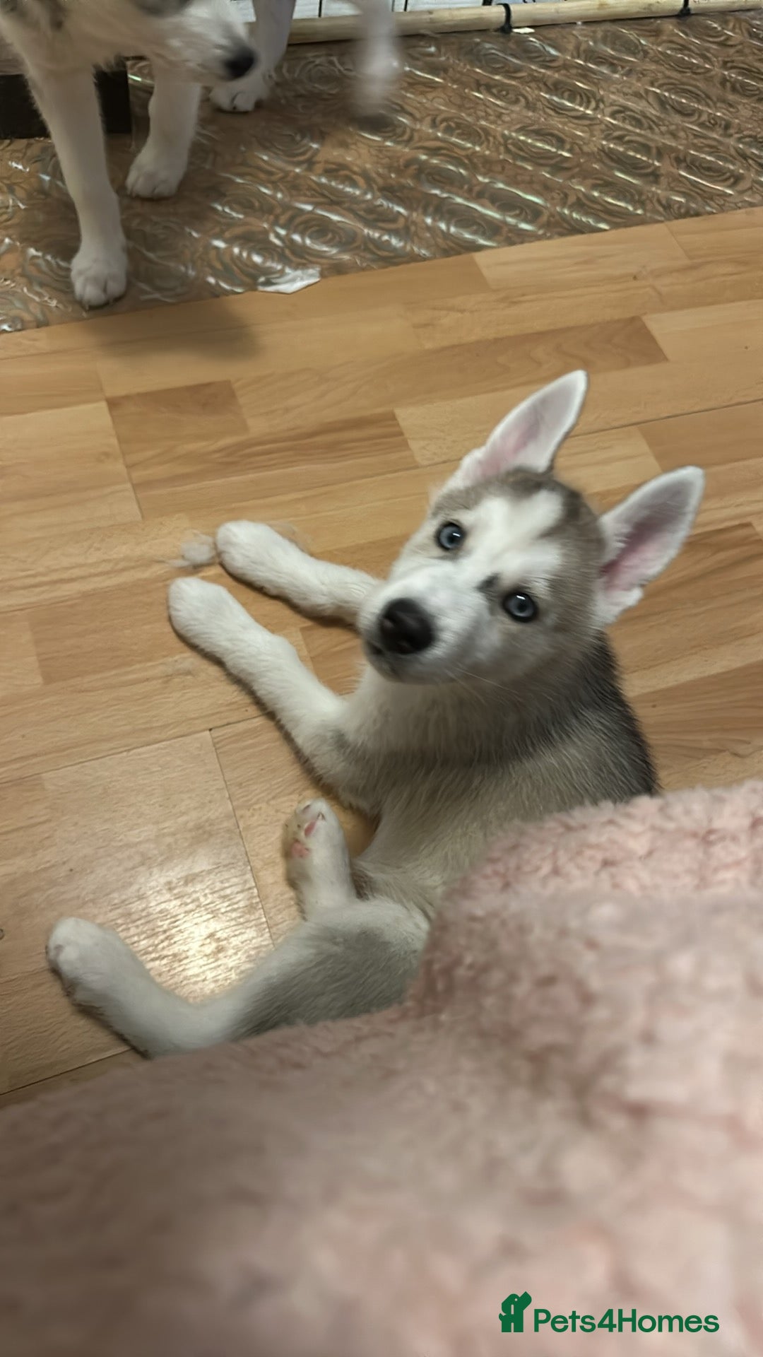 Siberian Husky dogs 🐾 4 puppies left- 2 girls & 2 boys 🐾 - Advert 1