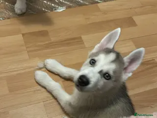 Siberian Husky dogs 🐾 4 puppies left- 2 girls & 2 boys 🐾 - Advert 10