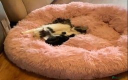 British Shorthair cats for sale: Ready for a loving home now  - Image 10