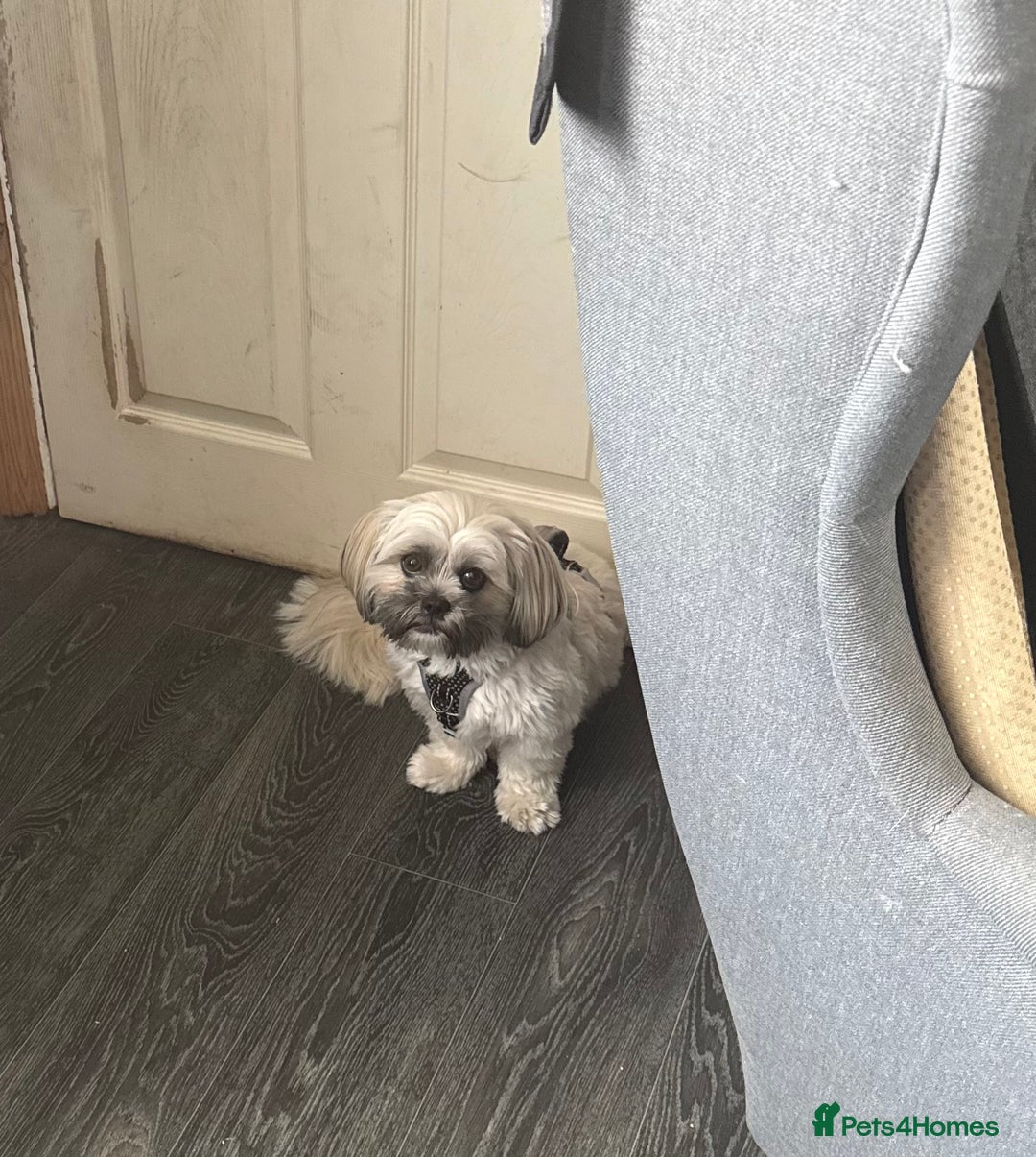 Shih Tzu dogs for sale: Shih tzu - Advert 8