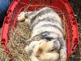 Lionhead rabbits - Advert 13