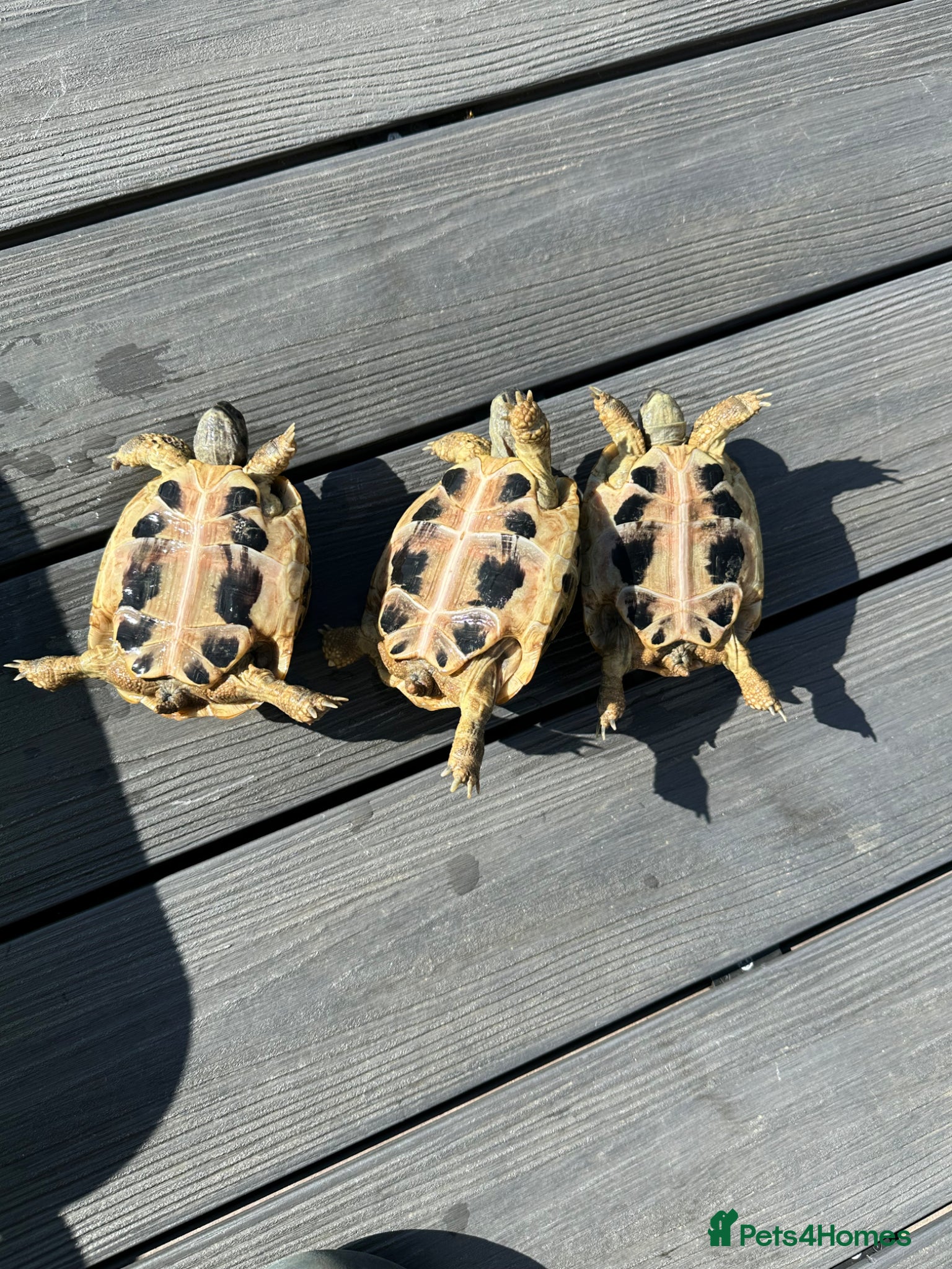 Hermann Tortoise reptiles for sale: Hermanns Dalamation tortoise in Aberdeen - Advert 3