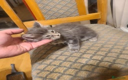 Mixed Breed cats for sale: 4 flufball looking for new home - Image 13