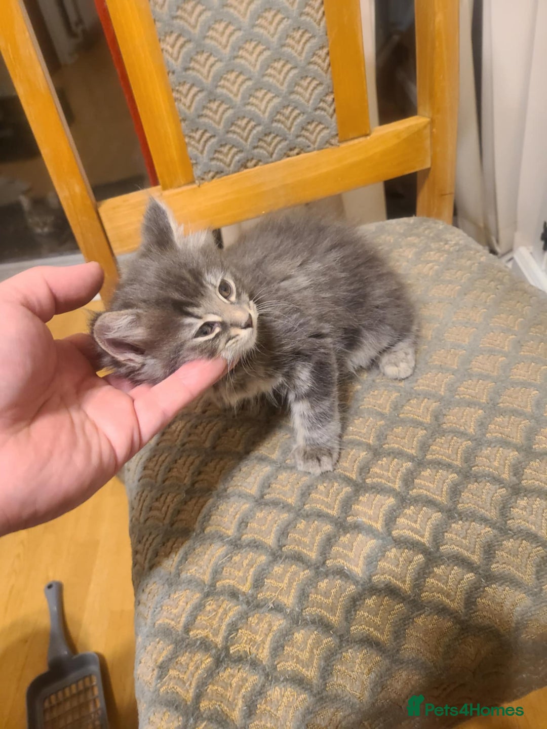 Mixed Breed cats for sale: 4 flufball looking for new home - Image 13