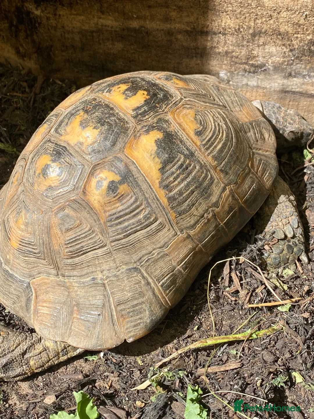 Tortoise reptiles for sale: Spur Thigh Tortosie in Beaconsfield - Advert 2