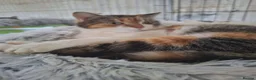 Mixed Breed cats for adoption: Willow for adoption in Doncaster - Advert 4