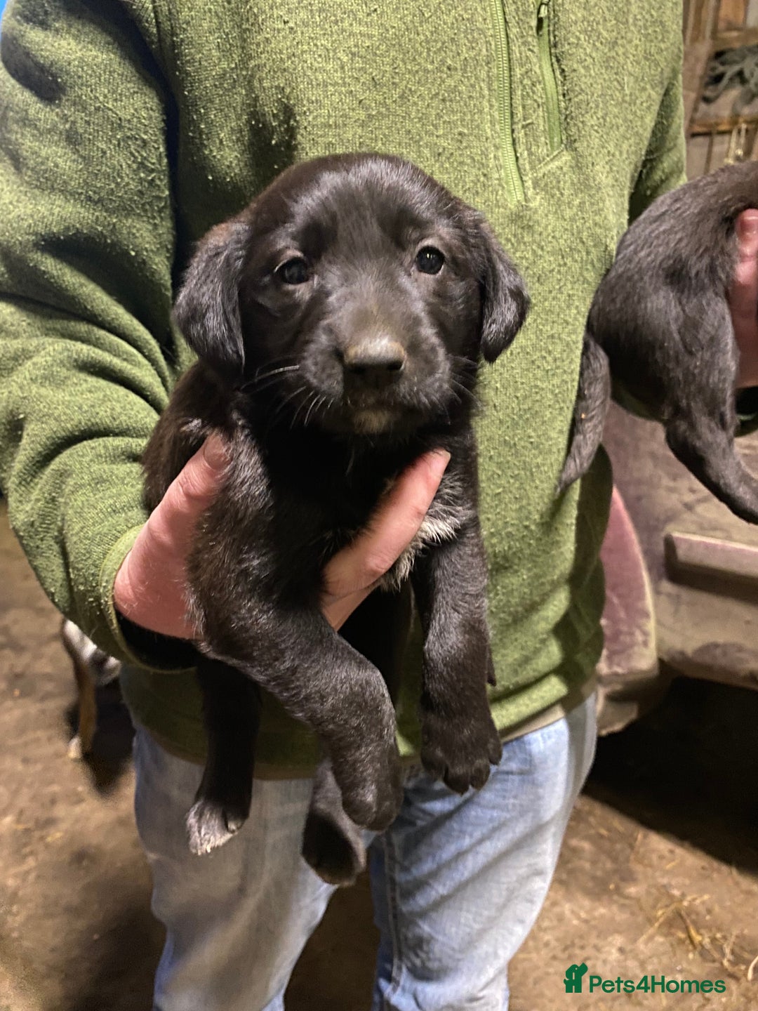 Mixed Breed dogs for sale: One little male Labrador x collie - Advert 16