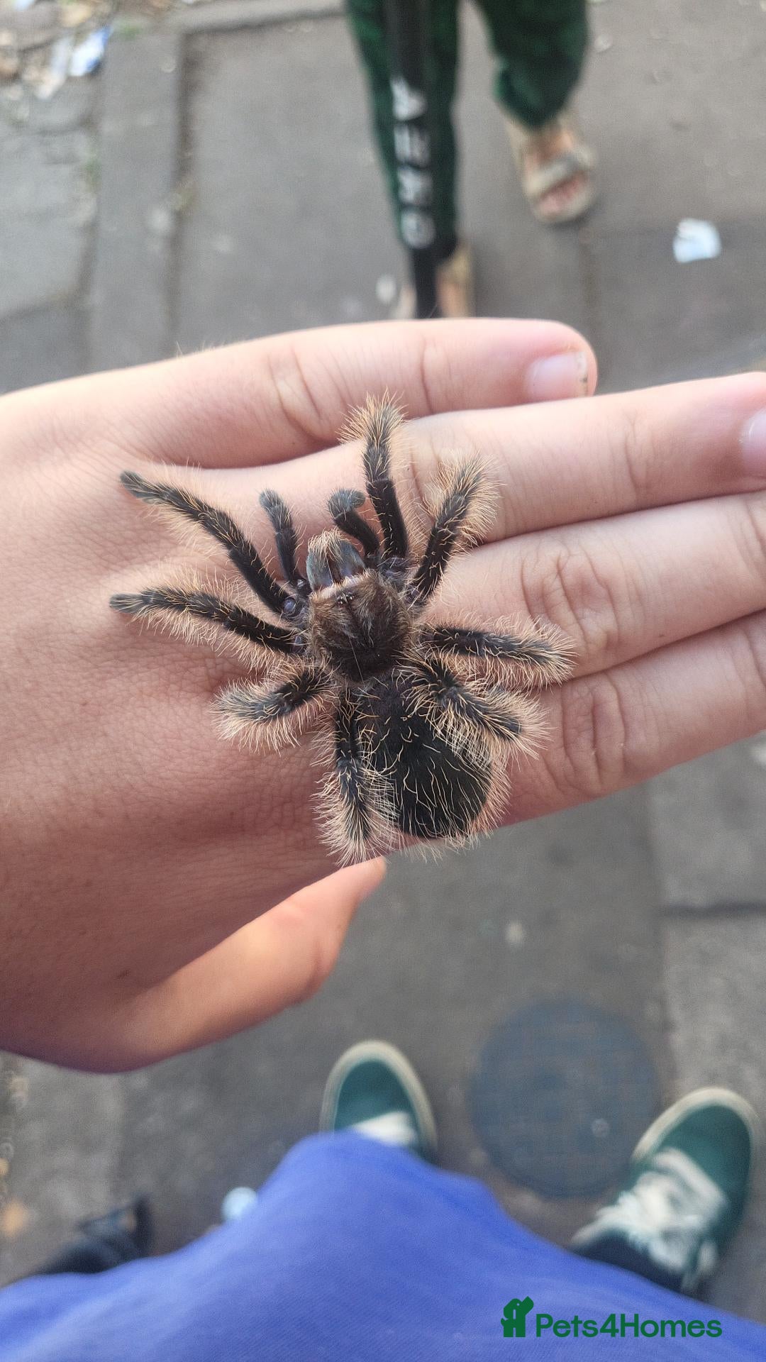 Tarantulas invertebrates for sale: Trantula collection for sale all with enclosures - Advert 14