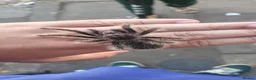 Tarantulas invertebrates for sale: Trantula collection for sale all with enclosures - Advert 1