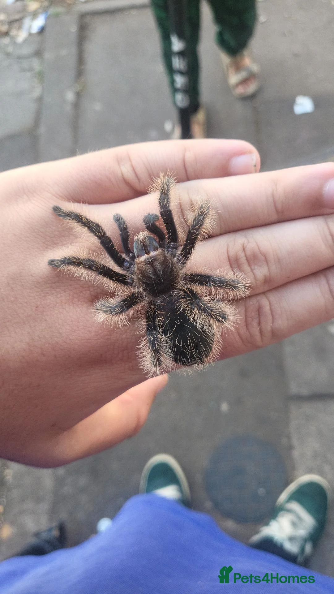 Tarantulas invertebrates for sale: Trantula collection for sale all with enclosures - Advert 1