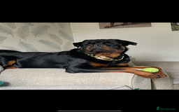 Rottweiler dogs for sale: KC Registered Litter of Rottweilers 💙💗 - Image 11