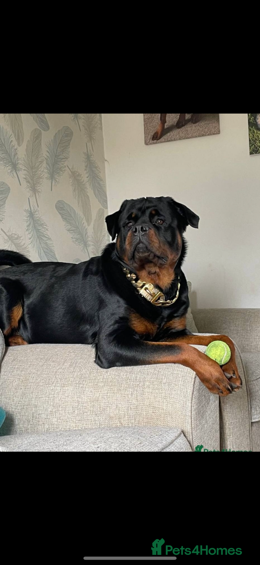Rottweiler dogs for sale: KC Registered Litter of Rottweilers 💙💗 - Image 11