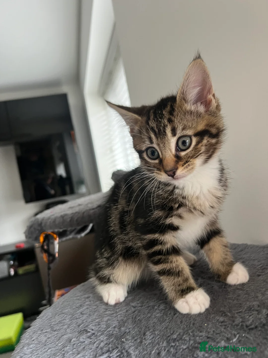 Mixed Breed cats for sale: kittens ready for a new home. - Advert 3