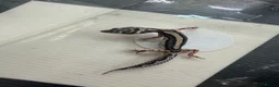 Leopard Gecko reptiles for sale: Mixed baby Leopard Geckos & 1 Black night - Advert 7