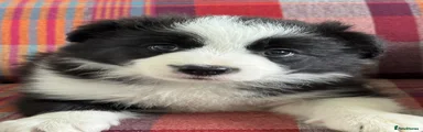 Border Collie 3